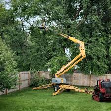 Trusted Central Gardens, TX  Tree Services Experts