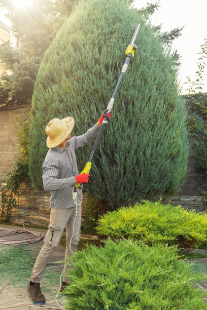 How Our Tree Care Process Works  in  Central Gardens, TX